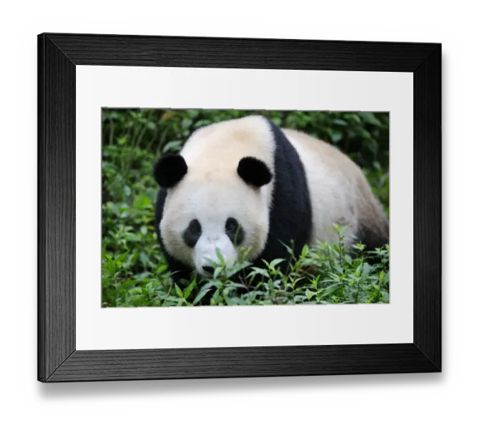 Framed Print : Giant panda (Ailuropoda Melanoleuca) Bifengxia Giant Panda Breeding and Conservation Center Framed Print : Giant panda (Ailuropoda Melanoleuca) Bifengxia Giant Panda Breeding and Conservation Center