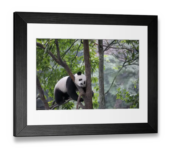 Framed Print : Giant panda climbing in a tree (Ailuropoda Melanoleuca) Bifengxia Giant Panda Breeding Framed Print : Giant panda climbing in a tree (Ailuropoda Melanoleuca) Bifengxia Giant Panda Breeding