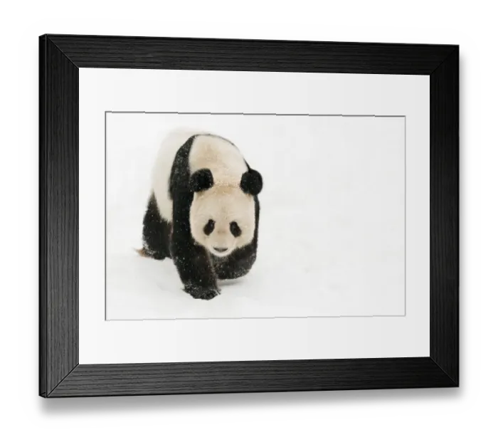 Framed Print : Female Giant panda (Ailuropoda melanoleuca) walking on snow, approximately 10 years Framed Print : Female Giant panda (Ailuropoda melanoleuca) walking on snow, approximately 10 years