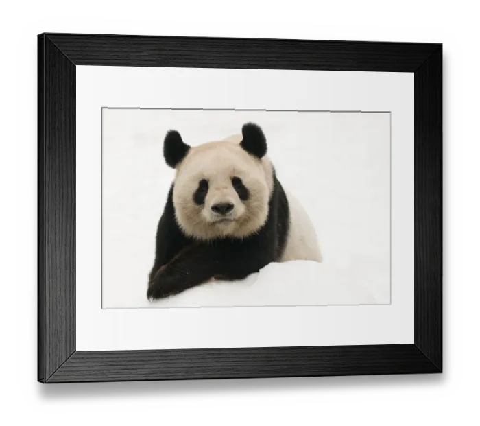 Framed Print : Male Giant panda (Ailuropoda melanoleuca) portrait, lying on snow, approximately 10 years Framed Print : Male Giant panda (Ailuropoda melanoleuca) portrait, lying on snow, approximately 10 years