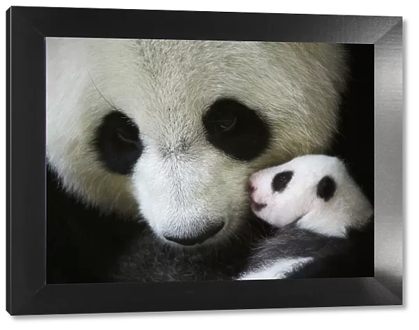 Giant panda (Ailuropoda melanoleuca) female, Huan Huan, holding baby age one month