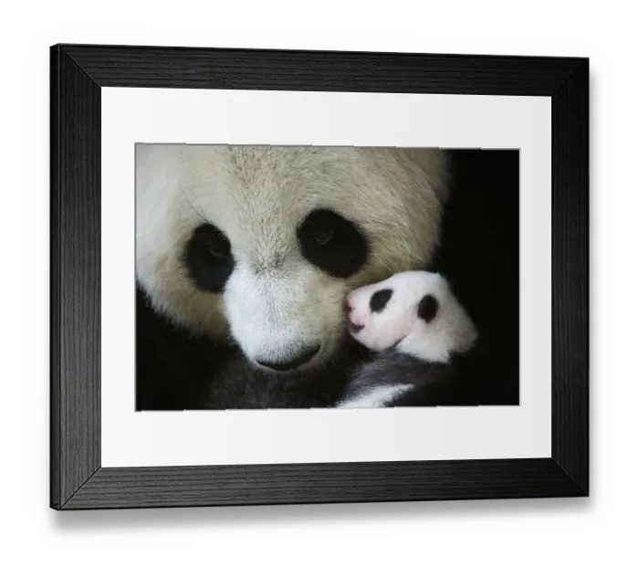 Framed Print : Giant panda (Ailuropoda melanoleuca) female, Huan Huan, holding baby age one month Framed Print : Giant panda (Ailuropoda melanoleuca) female, Huan Huan, holding baby age one month