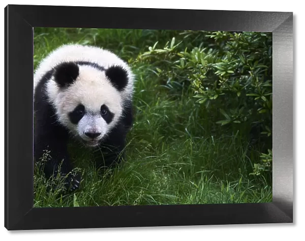 Giant panda (Ailuropoda melanoleuca) cub exploring during its outings in the enclosure