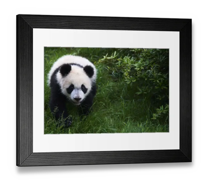 Framed Print : Giant panda (Ailuropoda melanoleuca) cub exploring during its outings in the enclosure Framed Print : Giant panda (Ailuropoda melanoleuca) cub exploring during its outings in the enclosure