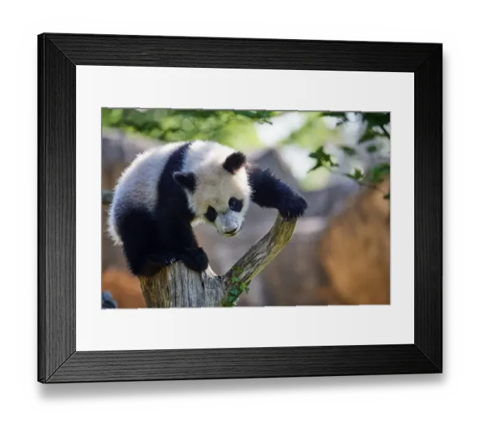 Framed Print : Giant panda (Ailuropoda melanoleuca) cub climbing and exploring its enclosure. Yuan Meng Framed Print : Giant panda (Ailuropoda melanoleuca) cub climbing and exploring its enclosure. Yuan Meng