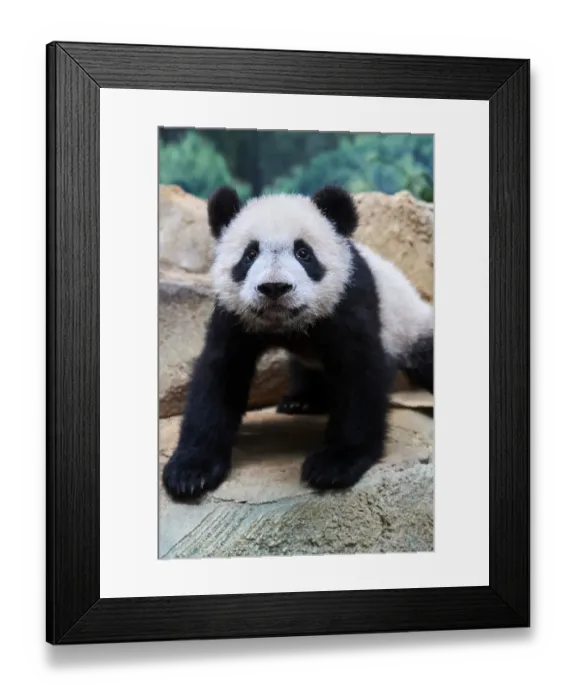 Framed Print : Portrait of Giant panda cub (Ailuropoda melanoleuca) Yuan Meng, first giant panda Framed Print : Portrait of Giant panda cub (Ailuropoda melanoleuca) Yuan Meng, first giant panda