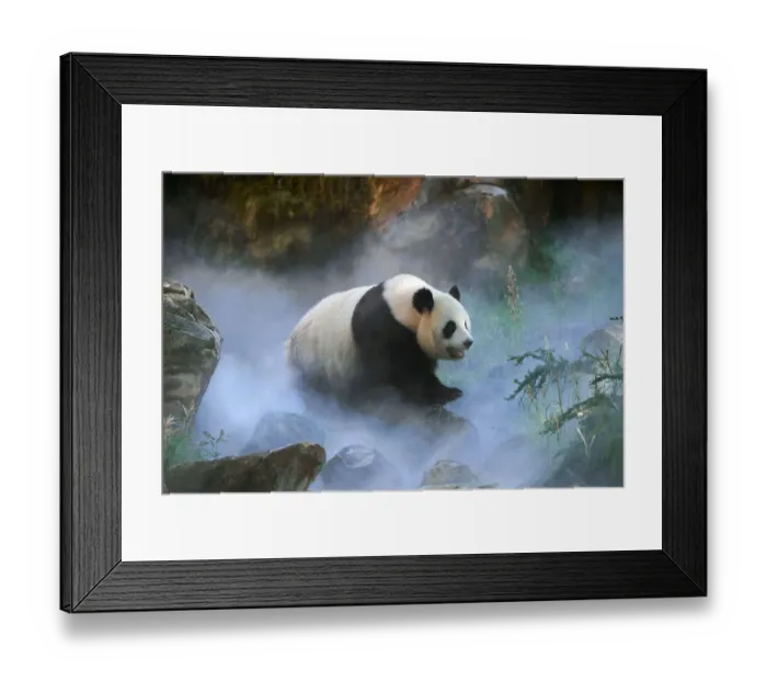 Framed Print : Giant panda (Ailuropoda melanoleuca) female Huan Huan out in her enclosure in mist