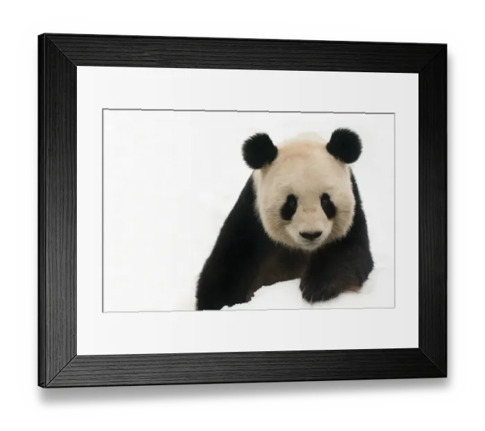 Framed Print : Head portrait of Giant panda (Ailuropoda melanoleuca) in snow captive (born in 2000) Framed Print : Head portrait of Giant panda (Ailuropoda melanoleuca) in snow captive (born in 2000)