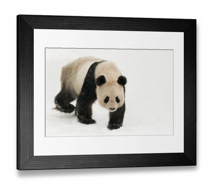 Framed Print : Giant panda (Ailuropoda melanoleuca) walking in snow captive (born in 2000) Occurs China