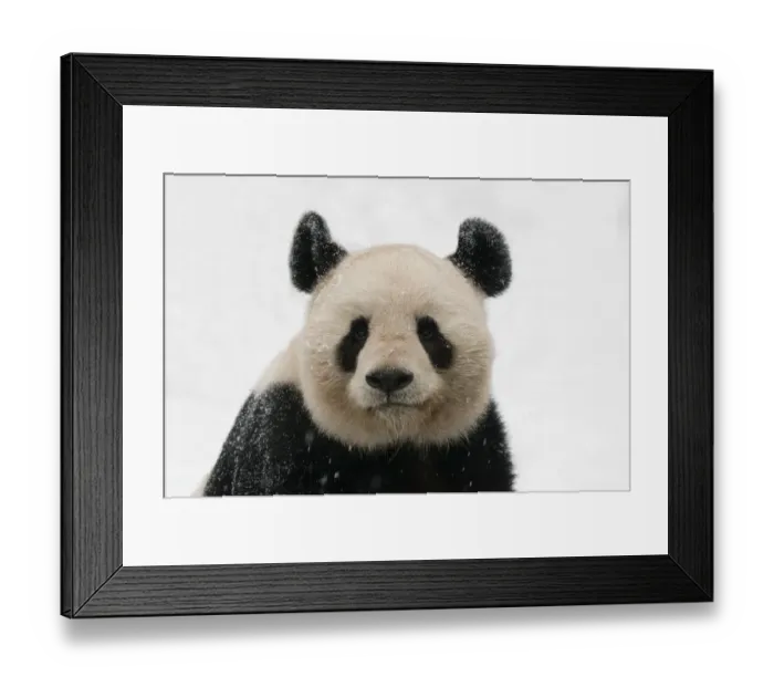 Framed Print : RF- Head portrait of Giant panda (Ailuropoda melanoleuca) covered in snow, captive Framed Print : RF- Head portrait of Giant panda (Ailuropoda melanoleuca) covered in snow, captive