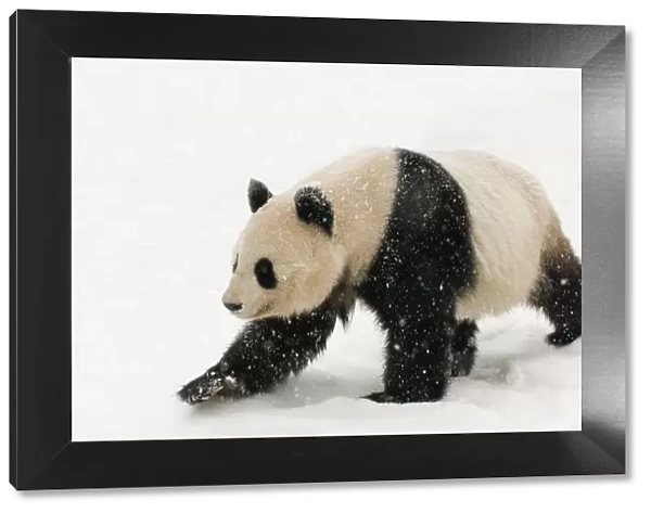 Giant panda (Ailuropoda melanoleuca) walking in the snow, captive (born in 2000)
