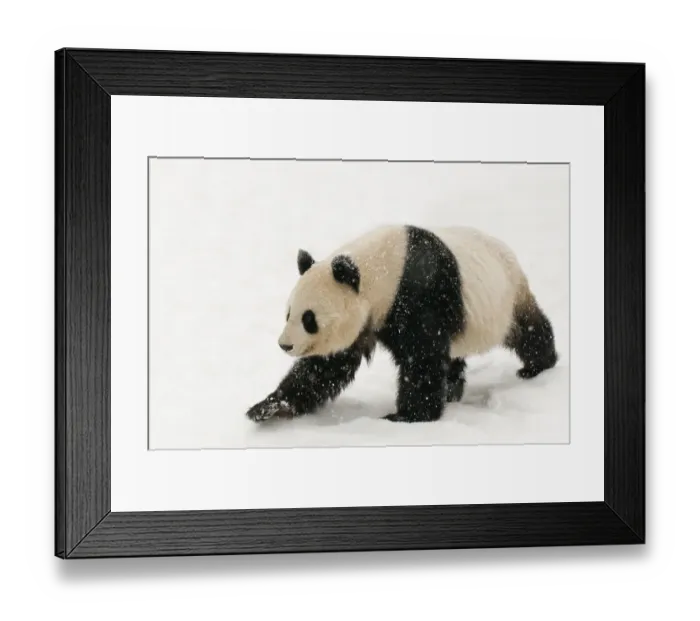 Framed Print : Giant panda (Ailuropoda melanoleuca) walking in the snow, captive (born in 2000) Framed Print : Giant panda (Ailuropoda melanoleuca) walking in the snow, captive (born in 2000)