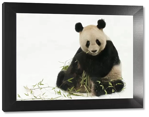 RF- Giant panda (Ailuropoda melanoleuca) feeding on bamboo in snow. Captive born in 2000