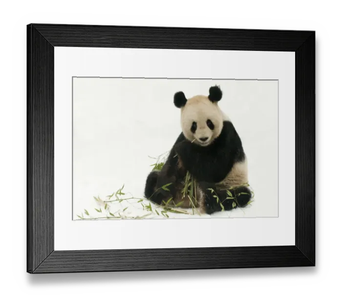 Framed Print : RF- Giant panda (Ailuropoda melanoleuca) feeding on bamboo in snow. Captive born in 2000 Framed Print : RF- Giant panda (Ailuropoda melanoleuca) feeding on bamboo in snow. Captive born in 2000