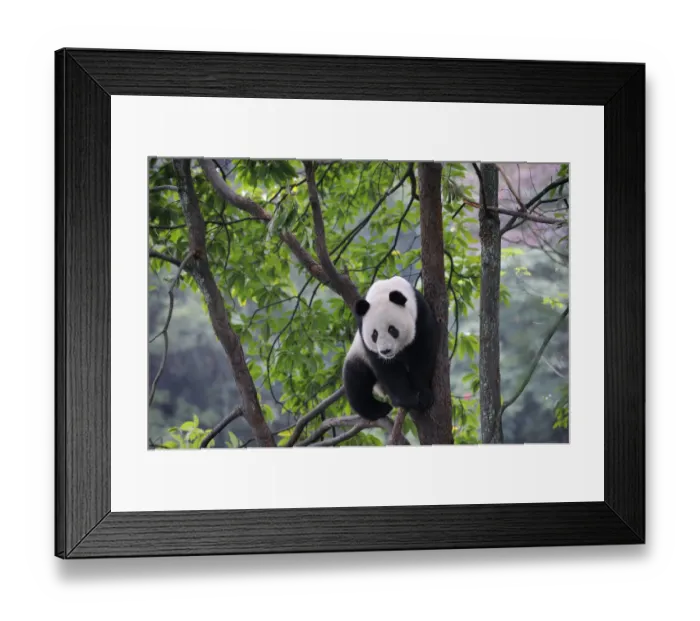 Framed Print : Giant panda climbing in a tree (Ailuropoda Melanoleuca) Bifengxia Giant Panda Breeding Framed Print : Giant panda climbing in a tree (Ailuropoda Melanoleuca) Bifengxia Giant Panda Breeding