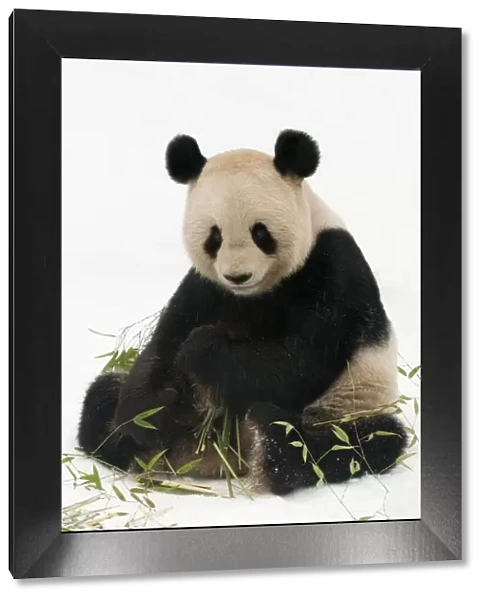 Giant panda (Ailuropoda melanoleuca) feeding on bamboo in the snow, captive (born