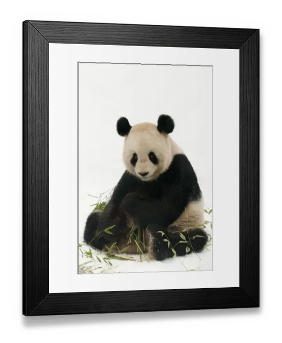 Framed Print : Giant panda (Ailuropoda melanoleuca) feeding on bamboo in the snow, captive (born Framed Print : Giant panda (Ailuropoda melanoleuca) feeding on bamboo in the snow, captive (born