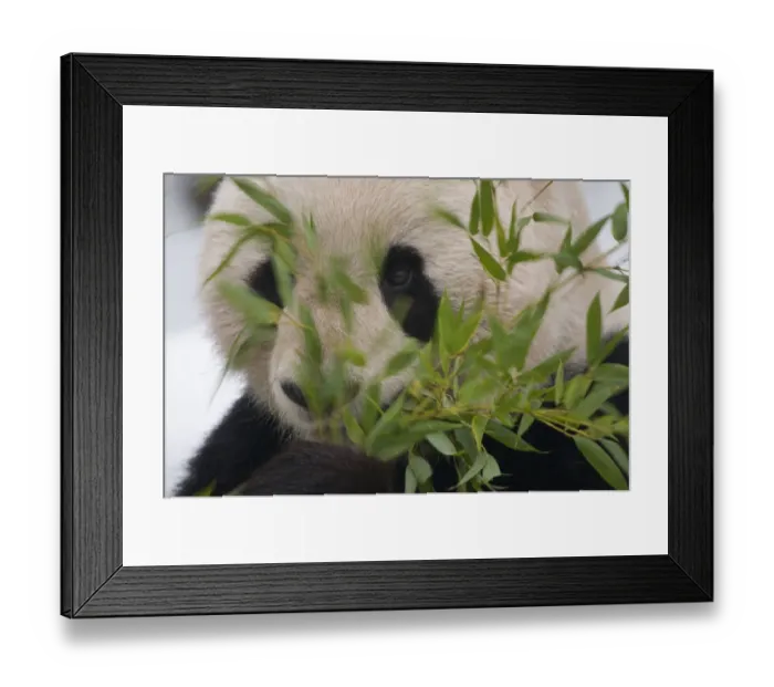 Framed Print : Head portrait of Giant panda (Ailuropoda melanoleuca) feeding on bamboo, captive Framed Print : Head portrait of Giant panda (Ailuropoda melanoleuca) feeding on bamboo, captive