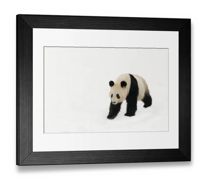 Framed Print : Giant panda (Ailuropoda melanoleuca) walking in deep snow, captive (born in 2000) Framed Print : Giant panda (Ailuropoda melanoleuca) walking in deep snow, captive (born in 2000)