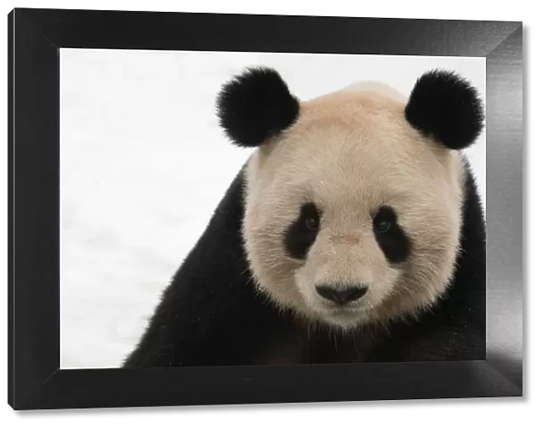 Head portrait of Giant panda (Ailuropoda melanoleuca) captive (born in 2000)
