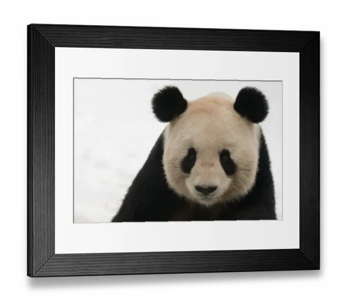 Framed Print : Head portrait of Giant panda (Ailuropoda melanoleuca) captive (born in 2000) Framed Print : Head portrait of Giant panda (Ailuropoda melanoleuca) captive (born in 2000)