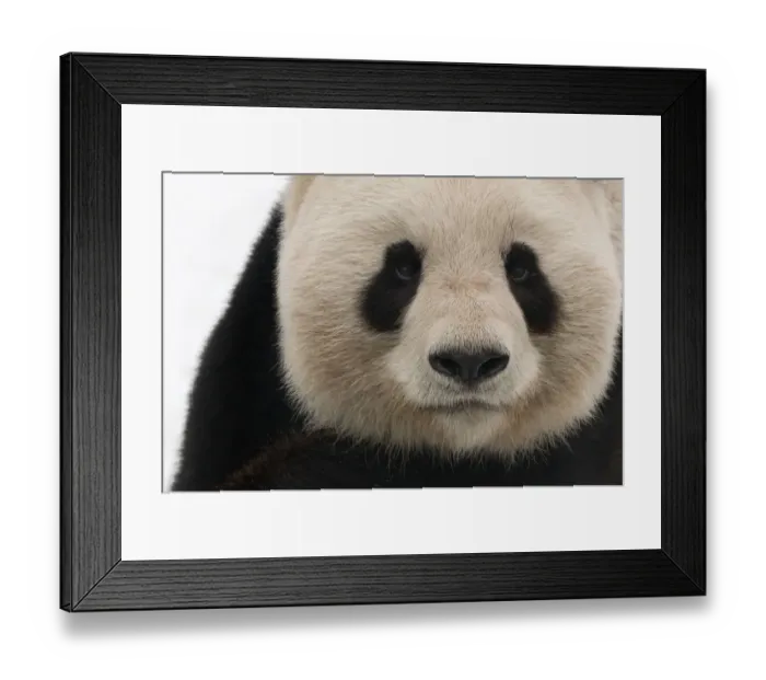 Framed Print : Head portrait of Giant panda (Ailuropoda melanoleuca) captive (born in 2000) Occurs China Framed Print : Head portrait of Giant panda (Ailuropoda melanoleuca) captive (born in 2000) Occurs China