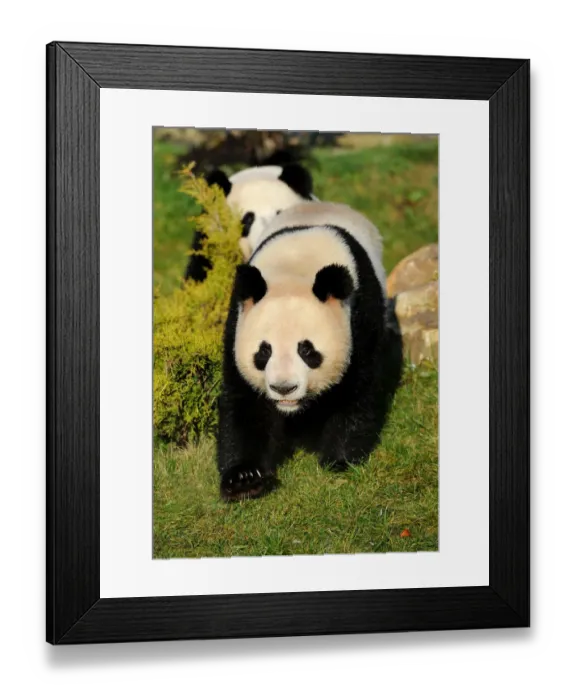Framed Print : Giant panda (Ailuropoda melanoleuca) walking, captive, Zoo Parc, Beauval, Endangered