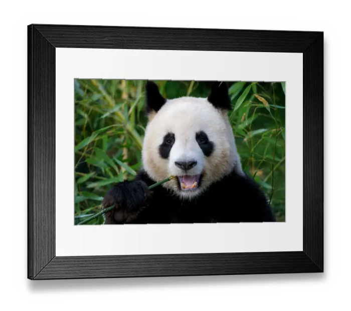 Framed Print : Giant panda (Ailuropoda melanoleuca) feeding on bamboo, captive, Zoo Parc de Beauval Framed Print : Giant panda (Ailuropoda melanoleuca) feeding on bamboo, captive, Zoo Parc de Beauval