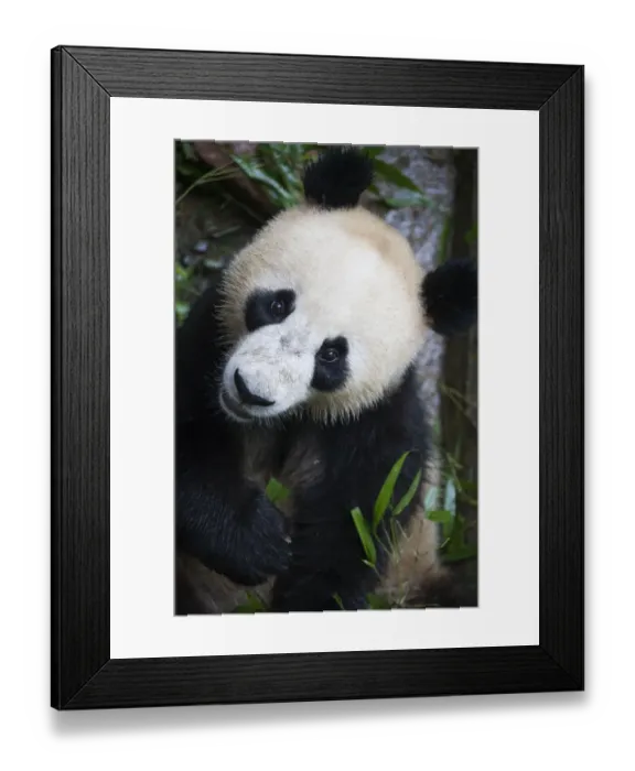 Framed Print : Giant panda (Ailuropoda melanoleuca) feeding on bamboo at the Ya an Bifengxia Framed Print : Giant panda (Ailuropoda melanoleuca) feeding on bamboo at the Ya an Bifengxia