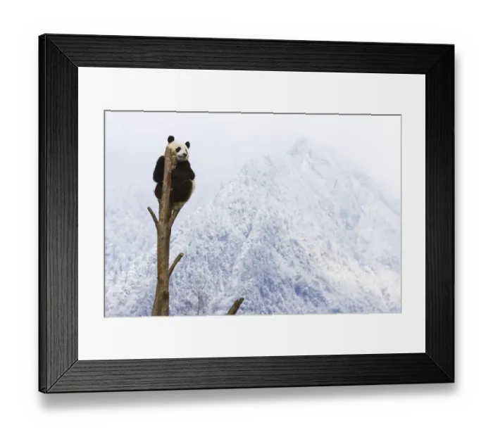 Framed Print : Giant panda (Ailuropoda melanoleuca) at the top of a tree, Sichuan, China, January Framed Print : Giant panda (Ailuropoda melanoleuca) at the top of a tree, Sichuan, China, January