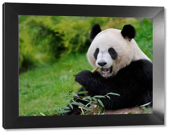 RF - Giant panda (Ailuropoda melanoleuca) eating bamboo. Beauval zoo, France