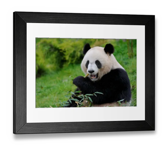 Framed Print : RF - Giant panda (Ailuropoda melanoleuca) eating bamboo. Beauval zoo, France Framed Print : RF - Giant panda (Ailuropoda melanoleuca) eating bamboo. Beauval zoo, France