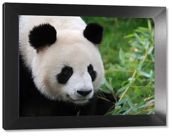 Giant panda (Ailuropoda melanoleuca) portrait, captive, Zoo Parc de Beauval, France