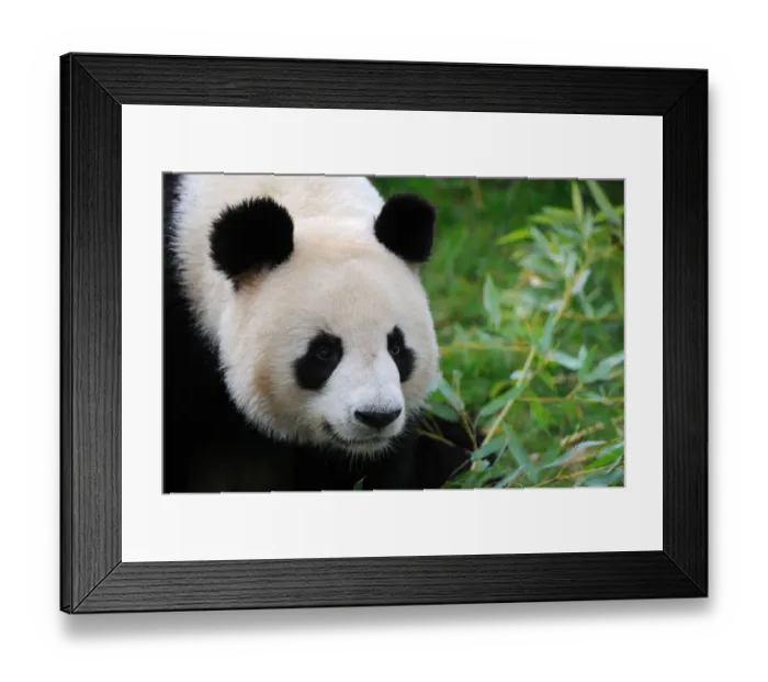 Framed Print : Giant panda (Ailuropoda melanoleuca) portrait, captive, Zoo Parc de Beauval, France Framed Print : Giant panda (Ailuropoda melanoleuca) portrait, captive, Zoo Parc de Beauval, France