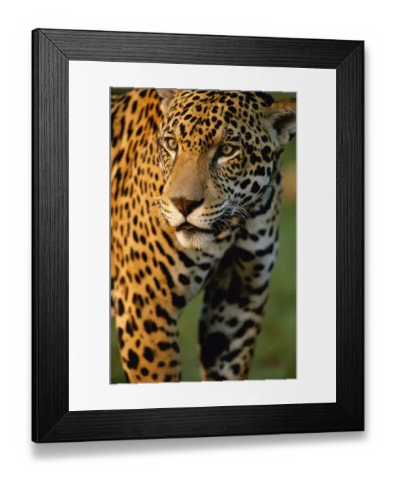 Framed Print : Portrait of young male jaguar {Panthera onca} captive Pantanal, Brazil Framed Print : Portrait of young male jaguar {Panthera onca} captive Pantanal, Brazil