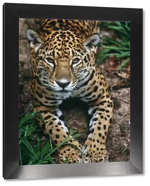 Jaguar {Panthera onca} portrait, captive, southern Mexico