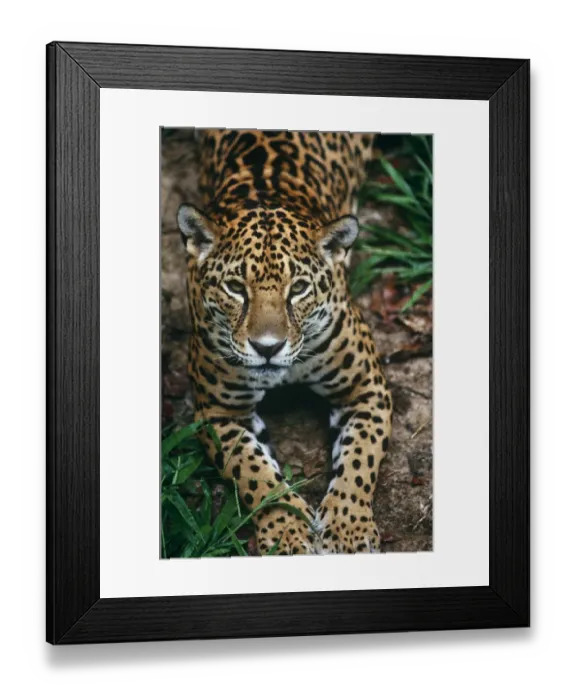 Framed Print : Jaguar {Panthera onca} portrait, captive, southern Mexico Framed Print : Jaguar {Panthera onca} portrait, captive, southern Mexico