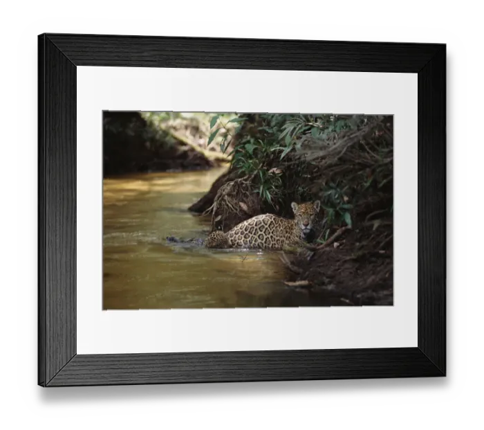 Framed Print : Jaguar female with 6-week-old cub crossing forest creek {Panthera onca}, Amazonia Basin Framed Print : Jaguar female with 6-week-old cub crossing forest creek {Panthera onca}, Amazonia Basin