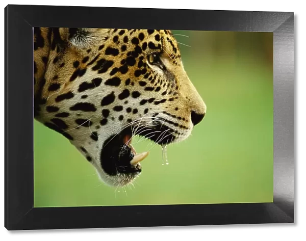 Jaguar, juvenile male head profile {Panthera onca} captive Pantanal, Brazil