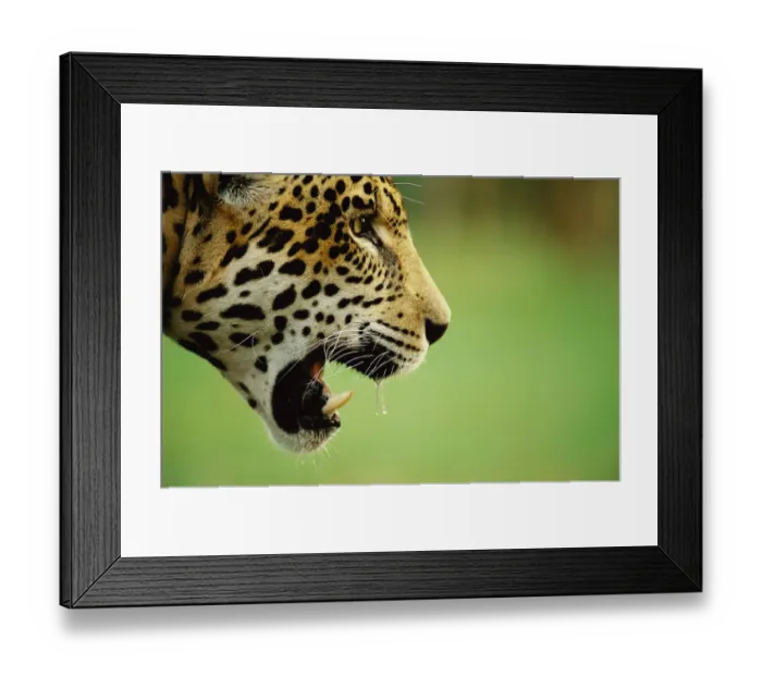 Framed Print : Jaguar, juvenile male head profile {Panthera onca} captive Pantanal, Brazil Framed Print : Jaguar, juvenile male head profile {Panthera onca} captive Pantanal, Brazil