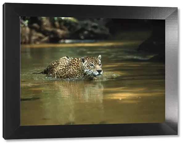 Wild male Jaguar in stream, Amazon Basin, Brazil S. America