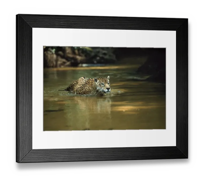 Framed Print : Wild male Jaguar in stream, Amazon Basin, Brazil S. America Framed Print : Wild male Jaguar in stream, Amazon Basin, Brazil S. America