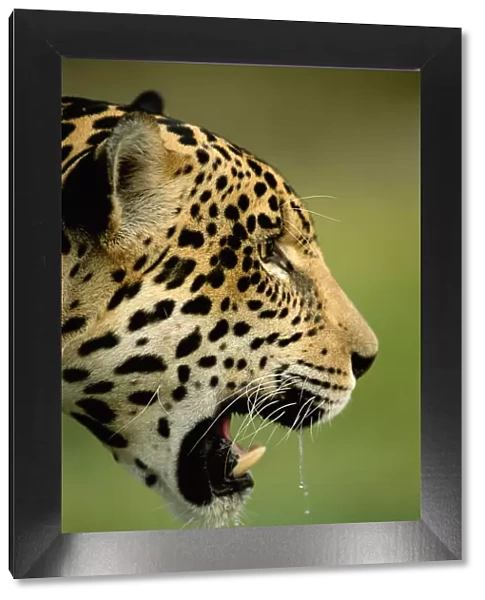 RF- Jaguar head profle portrait (Panthera onca) head portrait captive. Pantanal, Brazil
