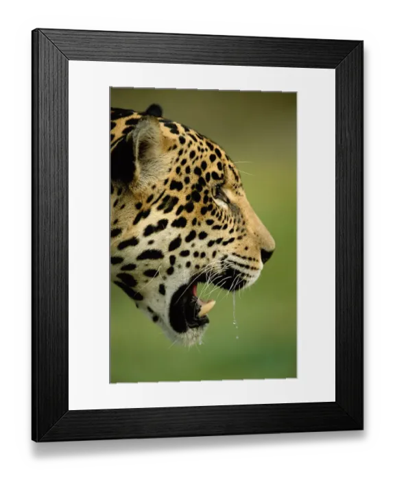 Framed Print : RF- Jaguar head profle portrait (Panthera onca) head portrait captive. Pantanal, Brazil