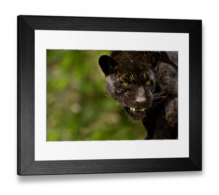 Framed Print : Black Jaguar or Panther (Panthera onca) snarling, captive, Peru