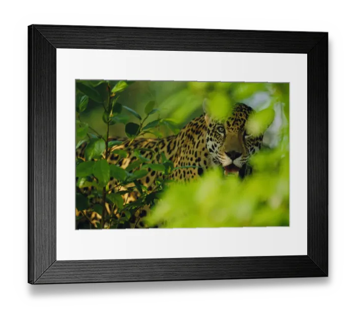 Framed Print : Male Jaguar through vegetation {Panthera onca} captive Pantanal, Brazil Framed Print : Male Jaguar through vegetation {Panthera onca} captive Pantanal, Brazil
