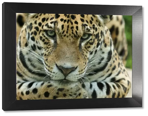 Jaguar (Panthera onca) head portrait, captive