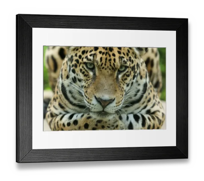 Framed Print : Jaguar (Panthera onca) head portrait, captive Framed Print : Jaguar (Panthera onca) head portrait, captive