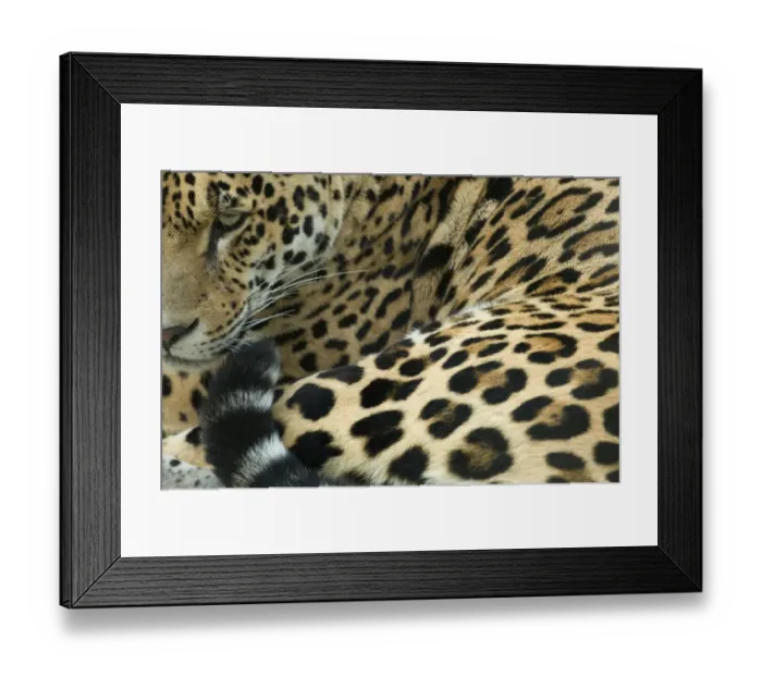 Framed Print : Jaguar (Panthera onca) portrait, lying down, captive Framed Print : Jaguar (Panthera onca) portrait, lying down, captive