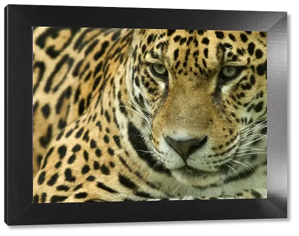 RF- Jaguar (Panthera onca) head portrait, captive